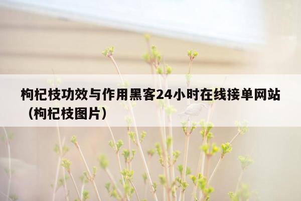 枸杞枝功效与作用黑客24小时在线接单网站（枸杞枝图片）