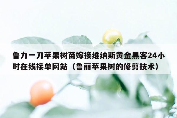 鲁力一刀苹果树苗嫁接维纳斯黄金黑客24小时在线接单网站（鲁丽苹果树的修剪技术）